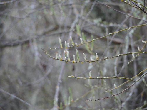iNaturalist observation photo of Willows