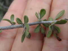 Lycium exsertum