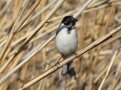 Emberiza schoeniclus