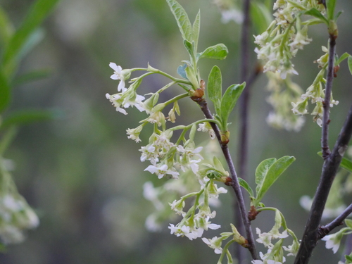 iNaturalist observation photo of Osoberry