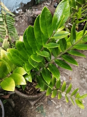 Zamioculcas