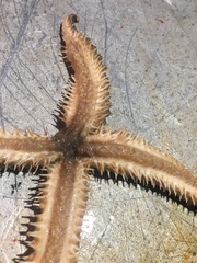 Stylasterias forreri