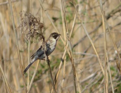 Emberiza schoeniclus
