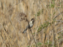 Emberiza schoeniclus