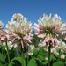 Trifolium repens - Photo (c) Gennadiy Okatov, μερικά δικαιώματα διατηρούνται (CC BY-NC), uploaded by Gennadiy Okatov