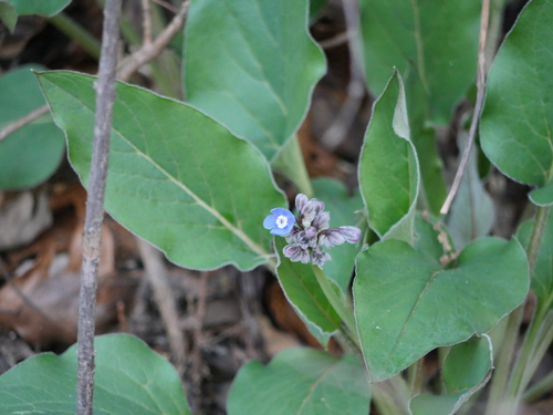iNaturalist observation photo of Pacific hound's tongue