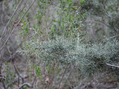 iNaturalist observation photo of Smooth Arizona cypress
