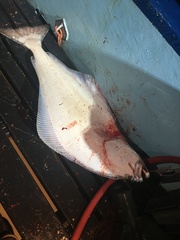 Hippoglossus stenolepis