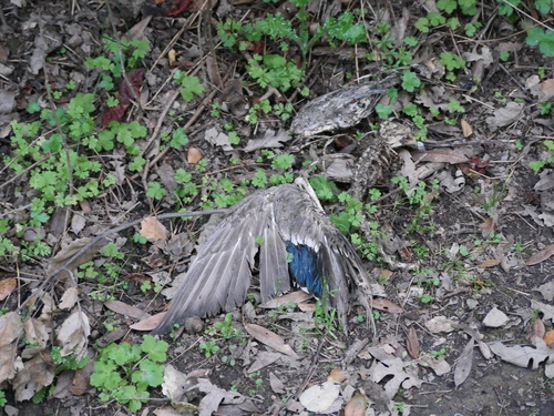 iNaturalist observation photo of Mallard