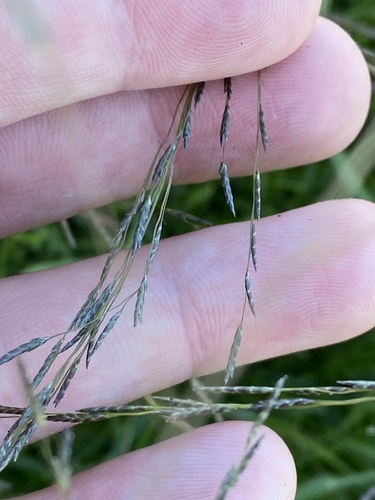Eragrostis parviflora observed 2026-04-09