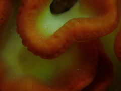 Sycozoa cerebriformis