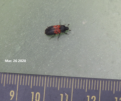 Dermestes vorax