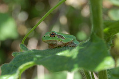 Italian Tree Frog photo 3