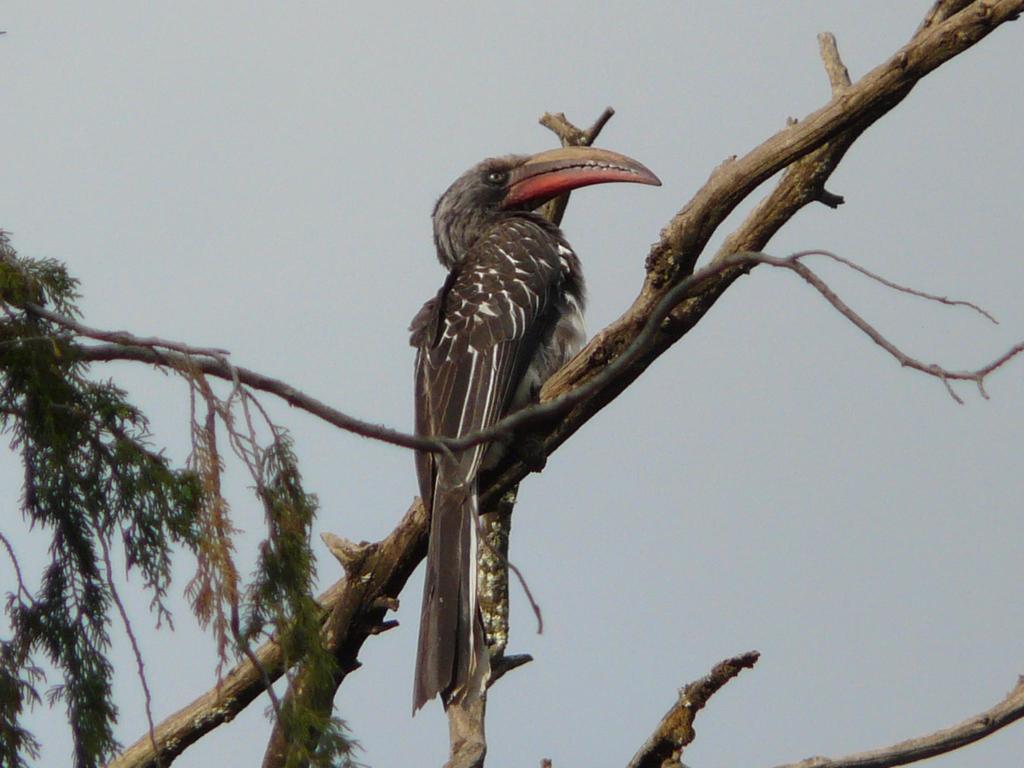 Hemprich's Hornbill