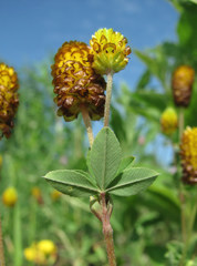 Trifolium spadiceum