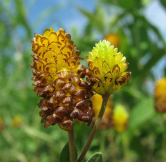 Trifolium spadiceum