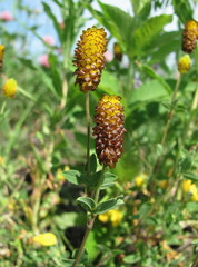 Trifolium spadiceum