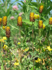 Trifolium spadiceum