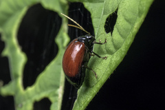 Pseudeustetha variabilis