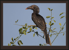 Hemprich's Hornbill photo 2