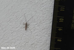 Coreocalamobius parantennatus