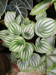 Peperomia argyreia