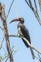 Hemprich's Hornbill photo 3