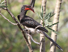 Hemprich's Hornbill photo 4