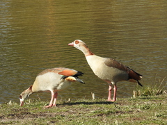 Alopochen aegyptiaca