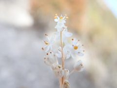 Bulbinella trinervis