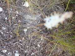 Bulbinella trinervis