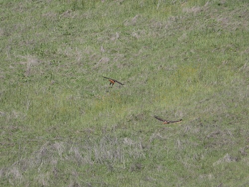 iNaturalist observation photo of Red-tailed Hawk
