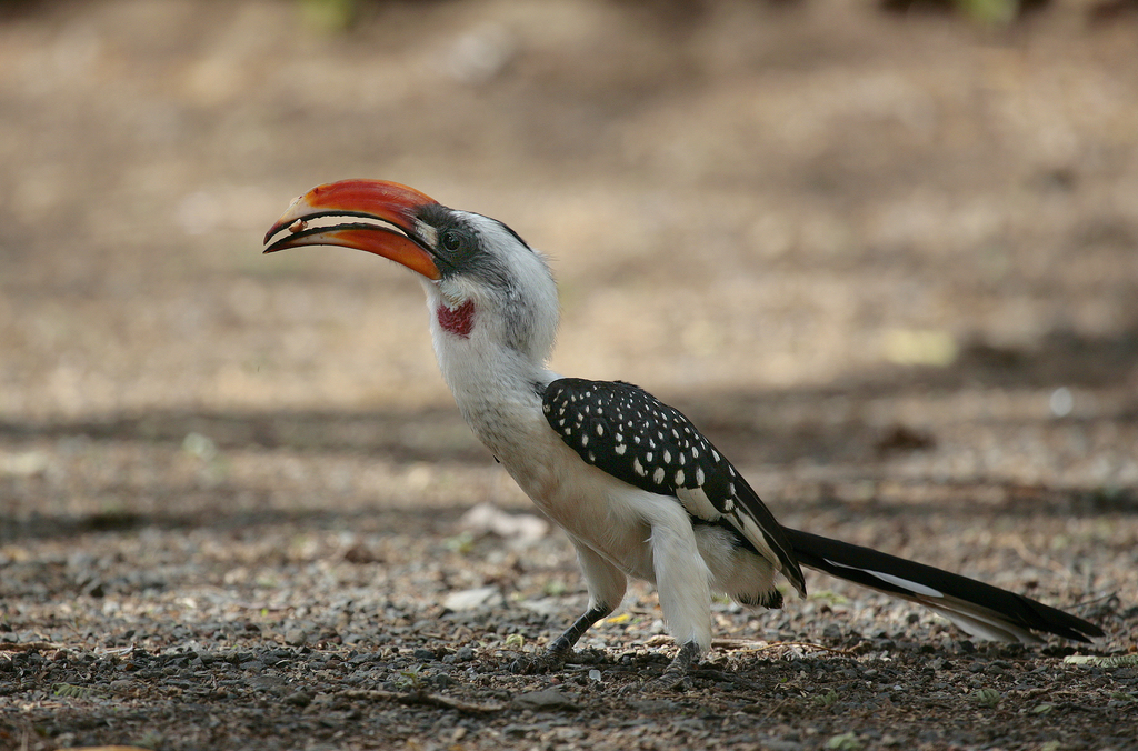 Jackson's Hornbill photo