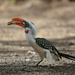 Jackson's Hornbill - Photo (c) Aftab Uzzaman, some rights reserved (CC BY-NC)