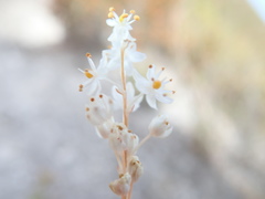 Bulbinella trinervis