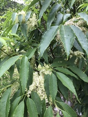 Fraxinus insularis