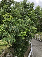 Fraxinus insularis