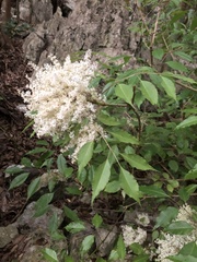 Fraxinus insularis