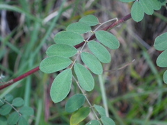 Indigofera pseudotinctoria