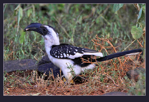 Jackson's Hornbill