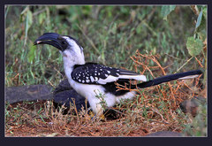 Jackson's Hornbill photo 2