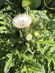 Cirsium brevicaule