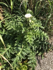 Cirsium brevicaule