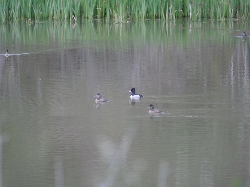 iNaturalist observation photo of Ring-necked Duck