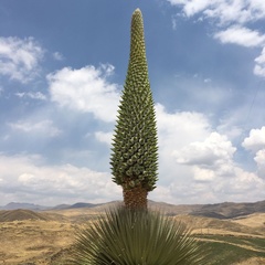 Puya raimondii