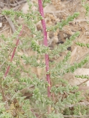 Suaeda vermiculata