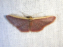 Idaea costaria
