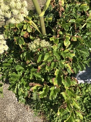 Angelica japonica