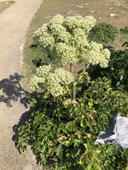 Angelica japonica