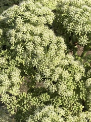 Angelica japonica